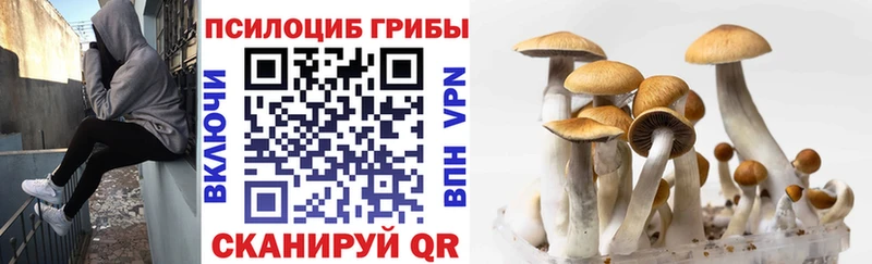 Псилоцибиновые грибы GOLDEN TEACHER  Купить где  Эртиль 